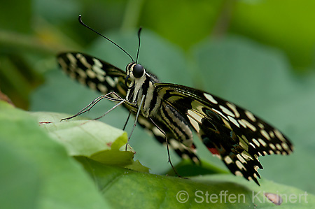 099 Afrikanischer Schwalbenschwanz - Papilio demedocus